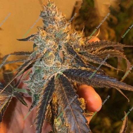 Peach Tart Regular Marijuana Strain by Fidels Seed Company For Sale Online at Cannabis Seeds Outlet