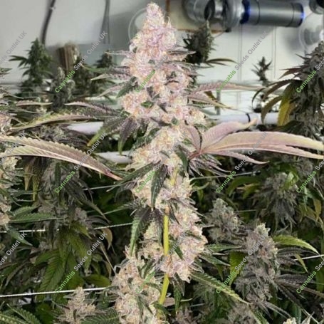 Peaches N Kush Regular Marijuana Strain by Fidels Seed Company For Sale Online at Cannabis Seeds Outlet