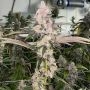Peaches N Kush Regular Marijuana Strain by Fidels Seed Company For Sale Online at Cannabis Seeds Outlet
