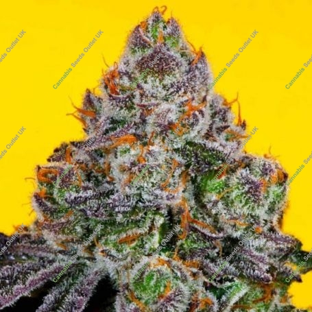 Runtz Mintz Regular Marijuana Strain by Fidels Seed Company For Sale Online at Cannabis Seeds Outlet