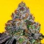 Runtz Mintz Regular Marijuana Strain by Fidels Seed Company For Sale Online at Cannabis Seeds Outlet