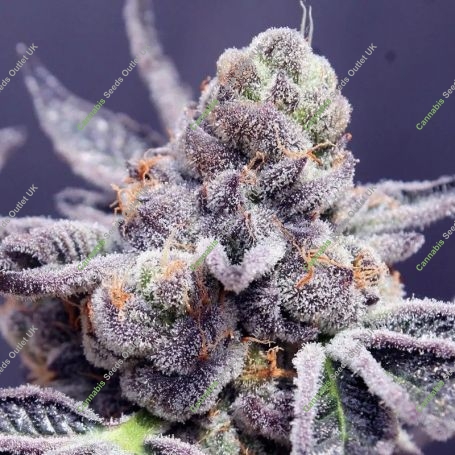 Tropicana Grape Cake Regular Marijuana Strain by Fidels Seed Company For Sale Online at Cannabis Seeds Outlet