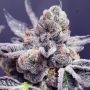 Tropicana Grape Cake Regular Marijuana Strain by Fidels Seed Company For Sale Online at Cannabis Seeds Outlet