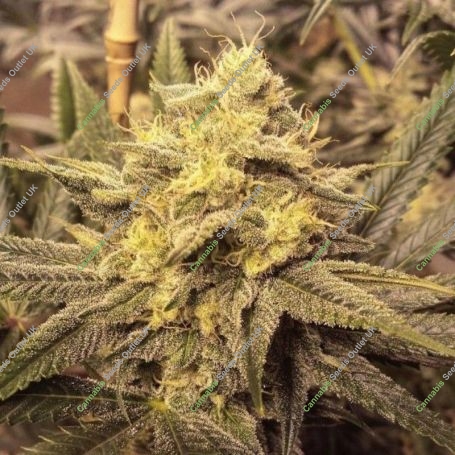 Nana Pie Regular Marijuana Strain by Garden Ablaze Seeds For Sale Online at Cannabis Seeds Outlet