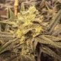 Nana Pie Regular Marijuana Strain by Garden Ablaze Seeds For Sale Online at Cannabis Seeds Outlet