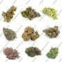 Nana Pie Regular by Garden Ablaze Seeds THC Content Potency Strength CBD Height Yield Flowering Time Indica Sativa Genetics