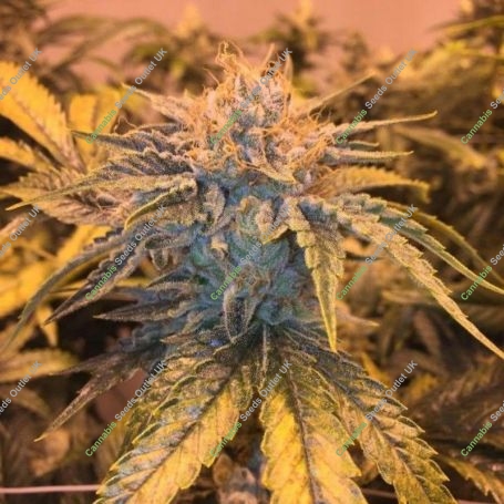 Twizz-LA Regular Marijuana Strain by Garden Ablaze Seeds For Sale Online at Cannabis Seeds Outlet