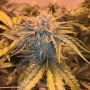 Twizz-LA Regular Marijuana Strain by Garden Ablaze Seeds For Sale Online at Cannabis Seeds Outlet