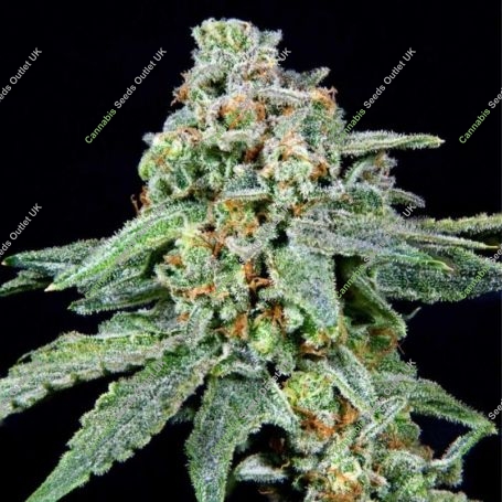 026 Feminized Marijuana Strain by Grateful Seeds For Sale Online at Cannabis Seeds Outlet
