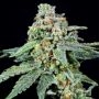 026 Feminized Marijuana Strain by Grateful Seeds For Sale Online at Cannabis Seeds Outlet