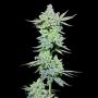 After Z Feminized Marijuana Strain by Grateful Seeds For Sale Online at Cannabis Seeds Outlet