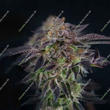 Barbaras Pie Feminized Marijuana Strain by Grateful Seeds For Sale Online at Cannabis Seeds Outlet
