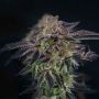 Barbaras Pie Feminized Marijuana Strain by Grateful Seeds For Sale Online at Cannabis Seeds Outlet