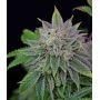Grateful Seeds Cannabis Strain Barbaras Pie Feminized Marijuana Seeds Original Collector Souvenir Authentic Packaging Packs