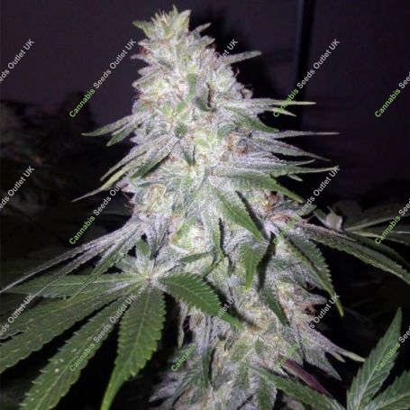 Blessed Marijuana Strain by Grateful Seeds For Sale Online at Cannabis Seeds Outlet