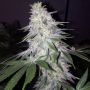 Blessed Marijuana Strain by Grateful Seeds For Sale Online at Cannabis Seeds Outlet