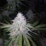 Grateful Seeds Blessed Smoke Buds Weed Ganja Skunk Dope Pot Images Pics Nuggets