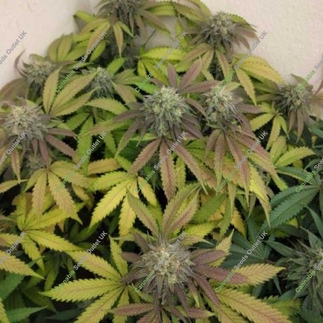 Blowrange Feminized Marijuana Strain by Grateful Seeds For Sale Online at Cannabis Seeds Outlet