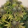 Blowrange Feminized Marijuana Strain by Grateful Seeds For Sale Online at Cannabis Seeds Outlet