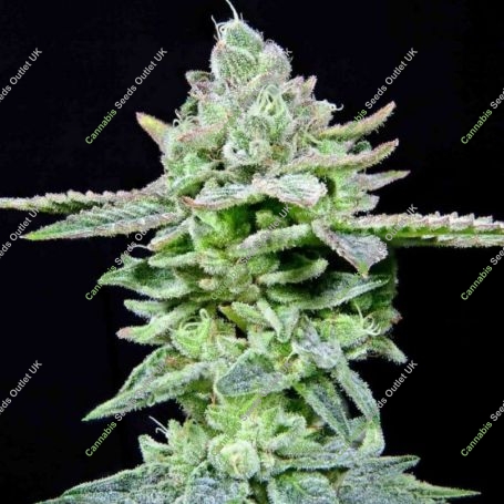 Dirty Pam Feminized Marijuana Strain by Grateful Seeds For Sale Online at Cannabis Seeds Outlet