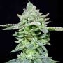 Dirty Pam Feminized Marijuana Strain by Grateful Seeds For Sale Online at Cannabis Seeds Outlet