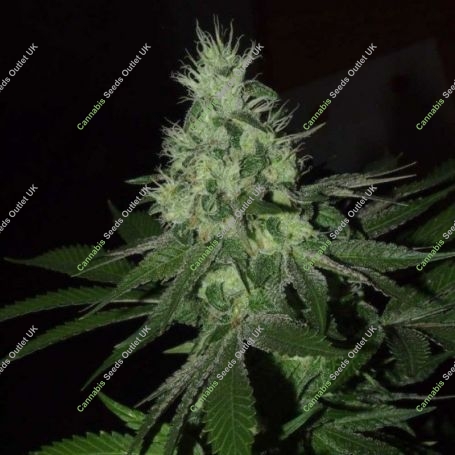 Frosted Madness Feminized Marijuana Strain by Grateful Seeds For Sale Online at Cannabis Seeds Outlet