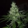 Frosted Madness Feminized Marijuana Strain by Grateful Seeds For Sale Online at Cannabis Seeds Outlet