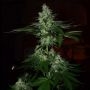 Grateful Seeds Frosted Madness Smoke Buds Weed Ganja Skunk Dope Pot Images Pics Nuggets