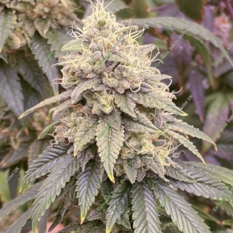 Frosted Onionz Feminized Marijuana Strain by Grateful Seeds For Sale Online at Cannabis Seeds Outlet