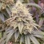 Frosted Onionz Feminized Marijuana Strain by Grateful Seeds For Sale Online at Cannabis Seeds Outlet