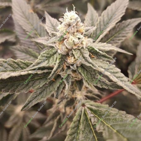 Golden Pussy Feminized Marijuana Strain by Grateful Seeds For Sale Online at Cannabis Seeds Outlet