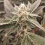 Golden Pussy Feminized Marijuana Strain by Grateful Seeds For Sale Online at Cannabis Seeds Outlet