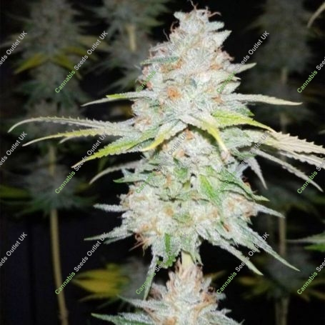 Guava Cake Feminized Marijuana Strain by Grateful Seeds For Sale Online at Cannabis Seeds Outlet
