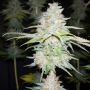 Guava Cake Feminized Marijuana Strain by Grateful Seeds For Sale Online at Cannabis Seeds Outlet