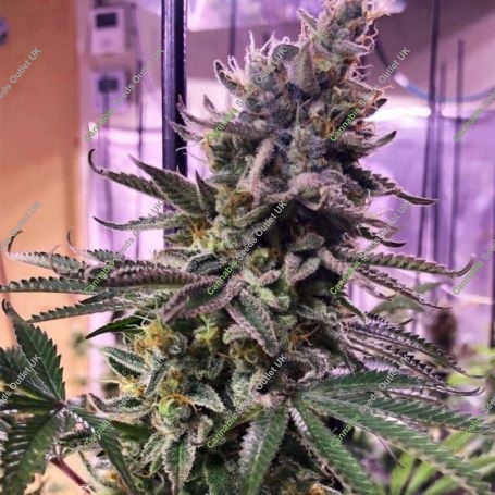 Hawaiian Pizza Feminized Marijuana Strain by Grateful Seeds For Sale Online at Cannabis Seeds Outlet