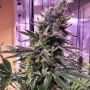Hawaiian Pizza Feminized Marijuana Strain by Grateful Seeds For Sale Online at Cannabis Seeds Outlet