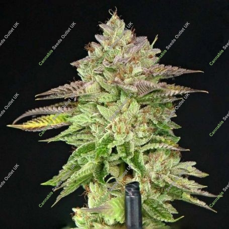 Melon Madness Feminized Marijuana Strain by Grateful Seeds For Sale Online at Cannabis Seeds Outlet