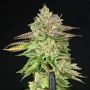 Melon Madness Feminized Marijuana Strain by Grateful Seeds For Sale Online at Cannabis Seeds Outlet