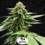 Grateful Seeds Melon Madness Smoke Buds Weed Ganja Skunk Dope Pot Images Pics Nuggets
