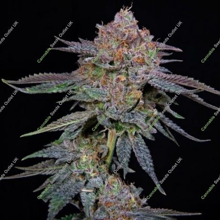 OrangeGroovye BX Feminized Marijuana Strain by Grateful Seeds For Sale Online at Cannabis Seeds Outlet