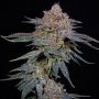 OrangeGroovye BX Feminized Marijuana Strain by Grateful Seeds For Sale Online at Cannabis Seeds Outlet