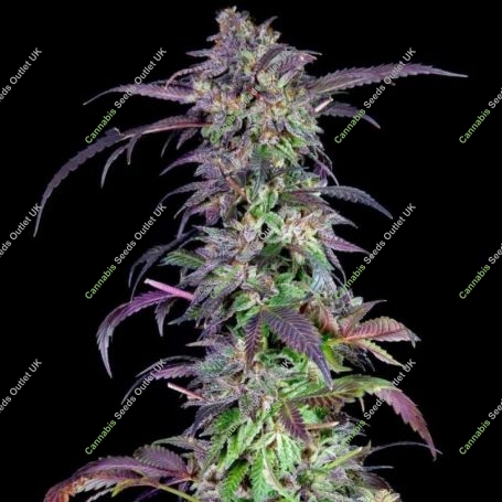 Orangina Feminized Marijuana Strain by Grateful Seeds For Sale Online at Cannabis Seeds Outlet