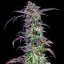 Orangina Feminized Marijuana Strain by Grateful Seeds For Sale Online at Cannabis Seeds Outlet