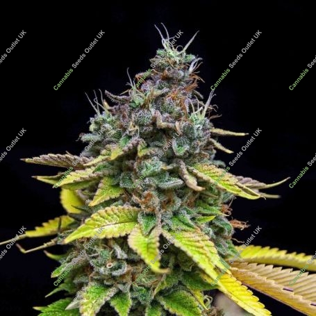 Papaya Cooler Feminized Marijuana Strain by Grateful Seeds For Sale Online at Cannabis Seeds Outlet
