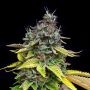 Papaya Cooler Feminized Marijuana Strain by Grateful Seeds For Sale Online at Cannabis Seeds Outlet