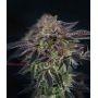 Grateful Seeds Cannabis Strain Papaya Cooler Feminized Marijuana Seeds Original Collector Souvenir Authentic Packaging Packs