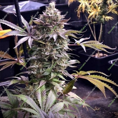 Pineapple R2 Feminized Marijuana Strain by Grateful Seeds For Sale Online at Cannabis Seeds Outlet