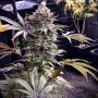Pineapple R2 Feminized Marijuana Strain by Grateful Seeds For Sale Online at Cannabis Seeds Outlet
