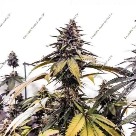 Runtzbert Feminized Marijuana Strain by Grateful Seeds For Sale Online at Cannabis Seeds Outlet
