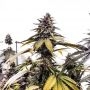 Runtzbert Feminized Marijuana Strain by Grateful Seeds For Sale Online at Cannabis Seeds Outlet